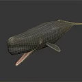 Gray Whale 3D Model With Open Mouth On Dark Reflective Surface 3d model