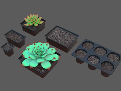 Succulent Bonsai Potted Plants With Green Red Edge Leaves In Black Pots And Seedling Trays 3d model