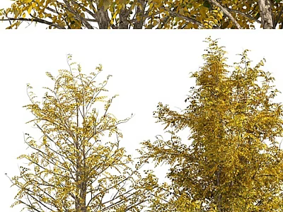Beautiful Tall Arbors With Yellow Autumn Leaves And Lush Branch Foliage 3d model