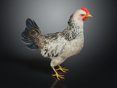 Modern Chicken Statue model