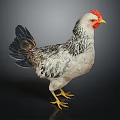 White Gray Chicken With Red Comb Yellow Beak And Yellow Feet Standing On Black Surface