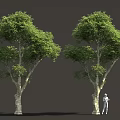Two Lush Green Trees With Person In White Standing Beside Them