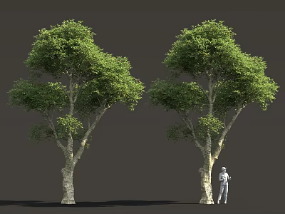 Two Lush Green Trees With Person In White Standing Beside Them 3d model