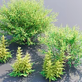 Lush Green Shrubs Of Various Types For Garden Landscape Design