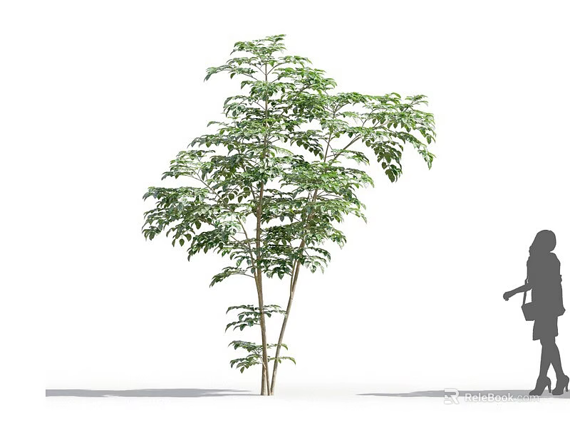 Tree With Lush Green Foliage And Multiple Trunks Beside Woman Silhouette 3d model 