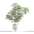 Tree With Lush Green Foliage And Multiple Trunks Beside Woman Silhouette