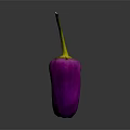 Fresh Purple Chili Pepper with Vibrant Color Isolated on Dark Background