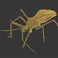 Close Up View Of Brown Insect With Long Legs And Detailed Exoskeleton On Dark Background