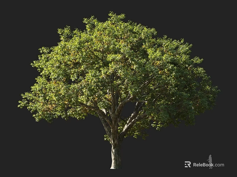 Tall Arbor With Lush Green Foliage Full Canopy And Human Figure For Scale 3d model 