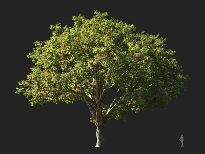 Tall Arbor With Lush Green Foliage Full Canopy And Human Figure For Scale 3d model