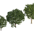 Three Arbor Trees With Various Sizes Lush Green Foliage And Strong Trunks 3d model