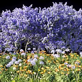 Vibrant Purple Flowering Trees With Surrounding Yellow And White Small Flowers In Garden