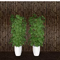Green Leafy Potted Plants With White Pots And Dark Wooden Backdrop