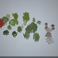 Various Species of Arbor Trees With Different Leaf Colors And Natural Shapes For Landscaping