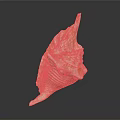 Beautiful Orange White Conch Shell With Spiral Texture On Dark Background