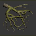 Detailed Tree Roots Covered In Vibrant Green Moss With Curved Branches
