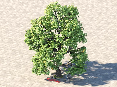 Lush Green Tall Tree With Thick Trunk And Dense Foliage On Paved Ground 3d model