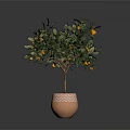 Potted Citrus Tree with Yellow Fruits in Brown Patterned Pot Against Dark Background