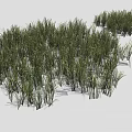 Green Herbaceous Grass Plants With Lush Various Heights In Natural Growth On White Background