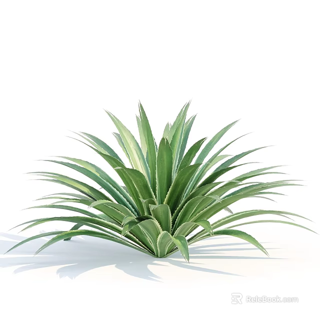 Green Succulent Plant With Broad Leaves In Radial Arrangement And Plump Appearance On White Background 3d model 