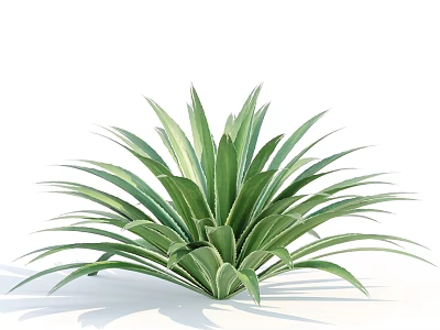 Green Succulent Plant With Broad Leaves In Radial Arrangement And Plump Appearance On White Background 3d model