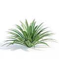 Green Succulent Plant With Broad Leaves In Radial Arrangement And Plump Appearance On White Background