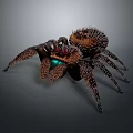 Hairy Spider With Vibrant Red And Green Markings On Body And Legs