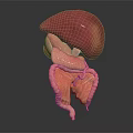Detailed 3D Anatomical Model of Human Liver and Digestive Intestines