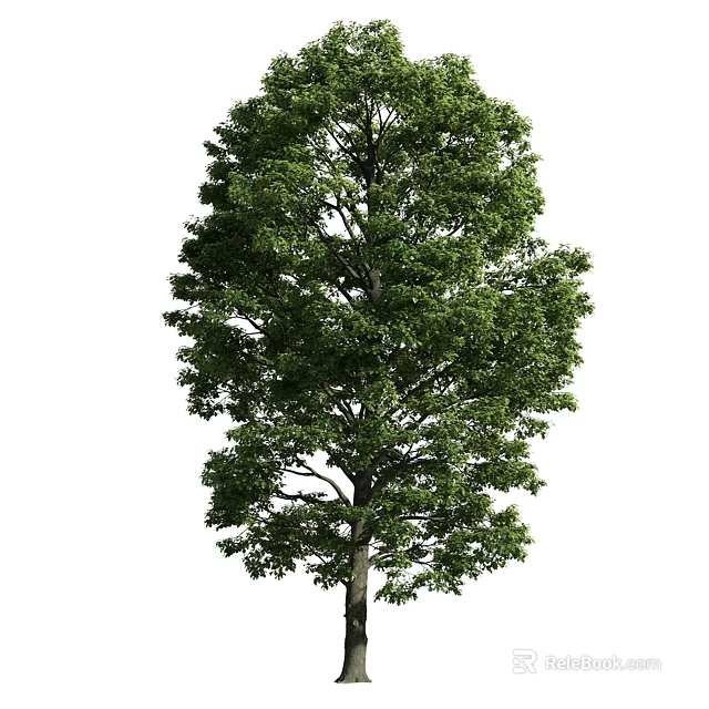 Tall Arbor Tree with Lush Green Foliage and Strong Trunk Structure 3d model 