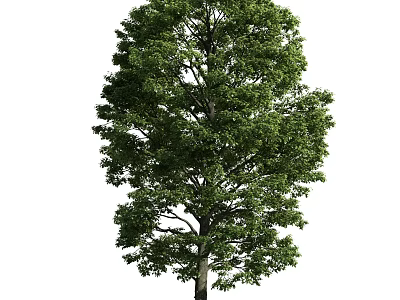 Tall Arbor Tree with Lush Green Foliage and Strong Trunk Structure 3d model