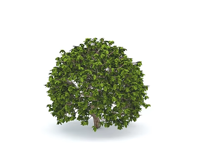Healthy Green Shrub Featuring Lush Foliage Dense Branches And Vibrant Leaves 3d model