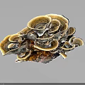 Layered Fan Shaped Mushroom Plant With Brown Yellow White Tones And Natural Growth Structure