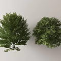 Green Arbor Trees With Lush Foliage Against Light Gray Background 3d model