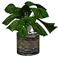 Lush Green Leafy Potted Plant With Large Veined Leaves In Textured Decorative Pot