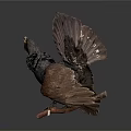 Grouse Perched on Branch with Spread Tail Dark Brown Black Feathers and Green Neck Plumage