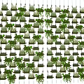 Green Wall Indoor Vertical Garden Design With Various Plants Foliage