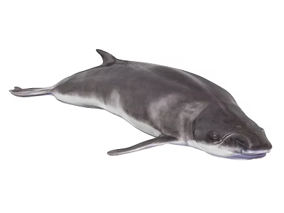 Gray Aquatic Animal With Large Sleek Body And Fins In Aquatic Ecosystem 3d model