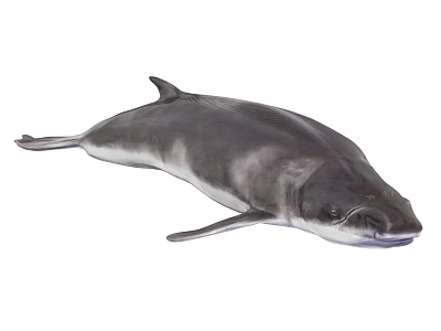 Gray Aquatic Animal With Large Sleek Body And Fins In Aquatic Ecosystem 3d model Gray Aquatic Animal With Large Sleek Body And Fins In Aquatic Ecosystem 3d model