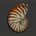 Nautilus Shell Featuring Spiral Red and White Stripes Against Dark Background 3d model