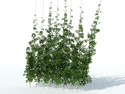 Green Hanging Vines With Lush Leaves And Thin Stems On White Background 3d model