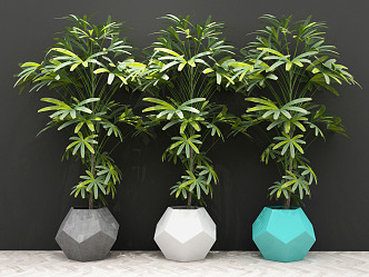 Modern potted plant series 3d model