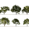 Various Arbor Trees With Lush Foliage Different Forms And Straight Trunks Arranged In Two Rows 3d model