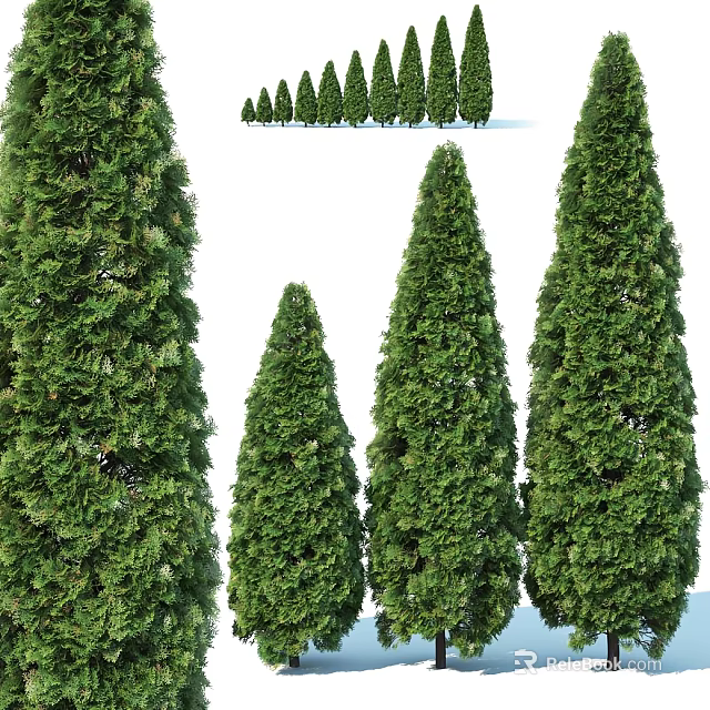 Evergreen Trees With Lush Foliage And Various Heights For Garden Landscaping 3d model 