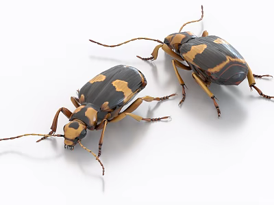 Two Reptiles With Black And Yellow Patterns And Long Legs On White Background 3d model