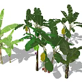 Banana Trees With Various Varieties Large Green Leaves And Fresh Fruit