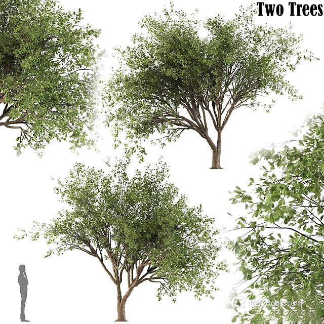 Different Kinds of Green Leafy Garden Trees with Diverse Canopy Shapes for Landscaping Projects 3d model 
