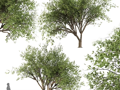 Different Kinds of Green Leafy Garden Trees with Diverse Canopy Shapes for Landscaping Projects 3d model