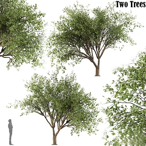 Modern gardening sketch tree bark Stewartia plant landscape 3d model