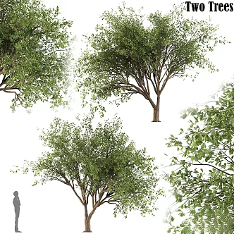 Modern gardening sketch tree bark Stewartia plant landscape 3d model