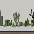 Various Shaped Cacti Bonsai Succulent Plants In White Container For Indoor Decoration